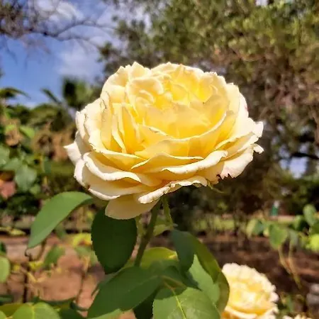 Διαμέρισμα Jenny's Garden